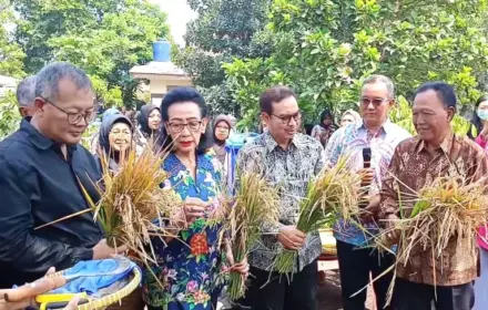 GKR Hemas Apresiasi Inovasi Kelompok Tani Wirobrajan dalam Panen Padi Galon Bekas